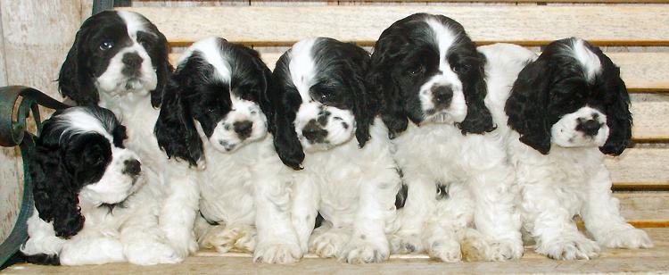 english cocker spaniel black and white puppies