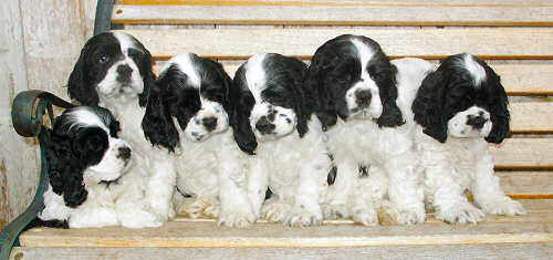 Cocker Spaniel puppies on a bench