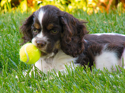 chocolate and white Cocker puppy with tan points