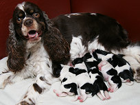 Reese with her newborn puppies