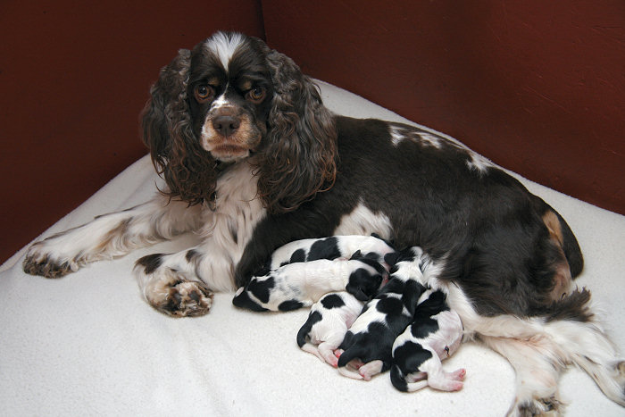 newborn Cocker Spaniel puppies