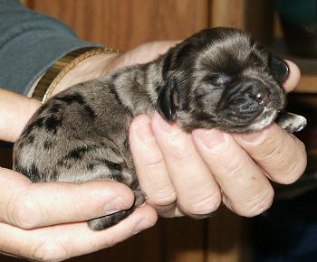 A merle puppy only a few days old