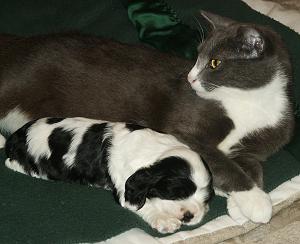 Our cat with a 22 day old puppy