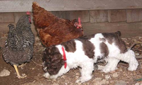 Tucker investigates the chickens