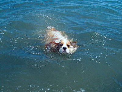 picture of parti color Cocker Spaniel swimming
